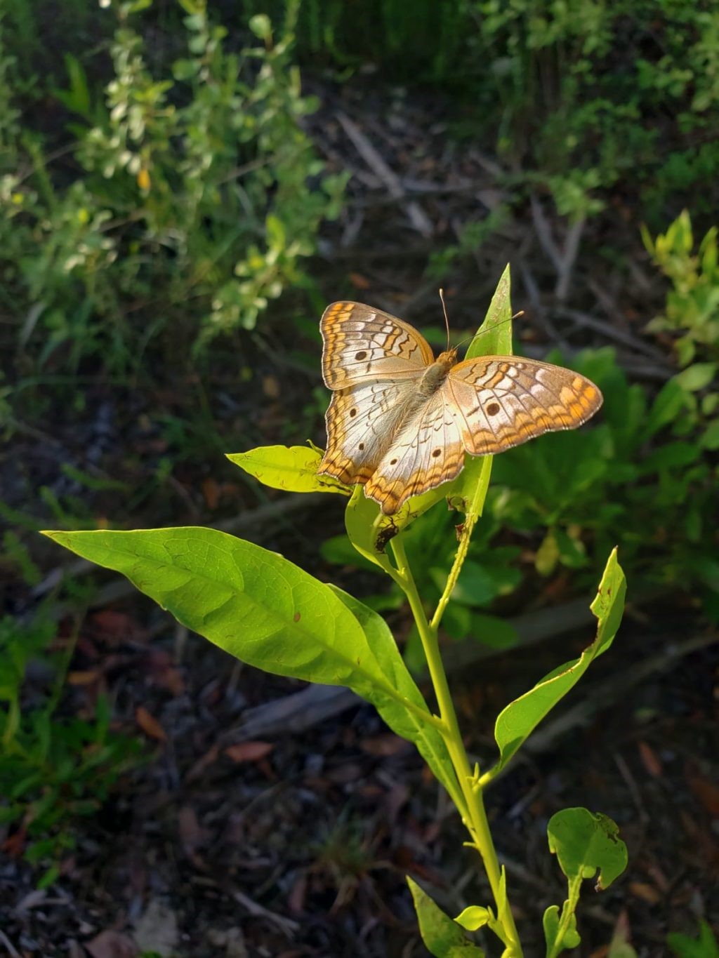 white-peaock-butterfly-with-brown-spots-resting-on-plant